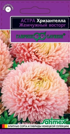 Хризантелла Жемчужный восторг Ц(Г)