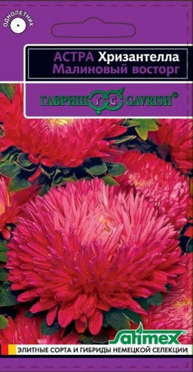 Хризантелла Малиновый восторг Ц(Г)