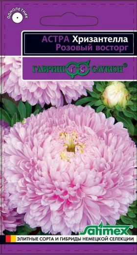 Хризантелла Розовый восторг Ц(Г)