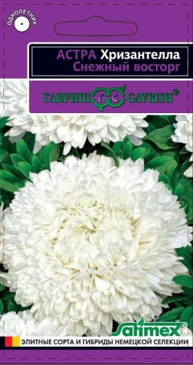 Хризантелла Снежный восторг Ц(Г)