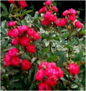 Иониум (ЗКС) ЖИЛЯК