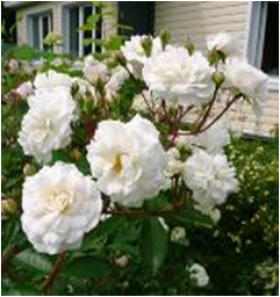 Сноу Балет (ЗКС) ЖИЛЯК