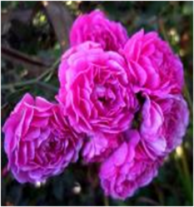 Фейри Чейнгелинг (ЗКС) ЖИЛЯК