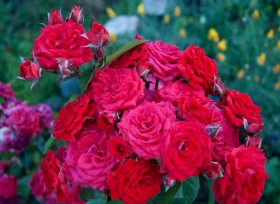 Бэби Баккара (ЗКС) ЖИЛЯК