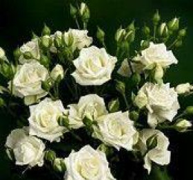 Корснода (ЗКС) ЖИЛЯК