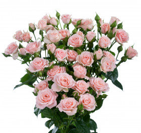 Лидия (ЗКС) ЖИЛЯК