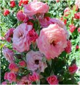 Макарена (ЗКС) ЖИЛЯК