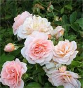 Милки Вей (ЗКС) ЖИЛЯК