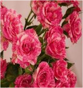 Пинк Флеш (ЗКС) ЖИЛЯК