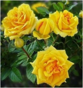 Саммер (ЗКС) ЖИЛЯК