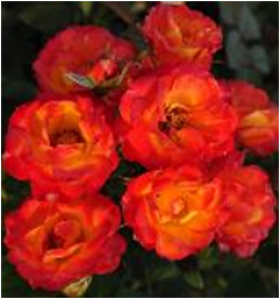 Тайфун (ЗКС) ЖИЛЯК