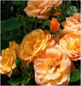 Эприкот Клементина (ЗКС) ЖИЛЯК