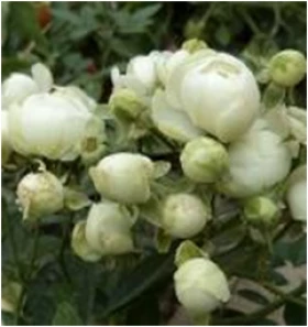 Вайт Морсдаг (ЗКС) ЖИЛЯК