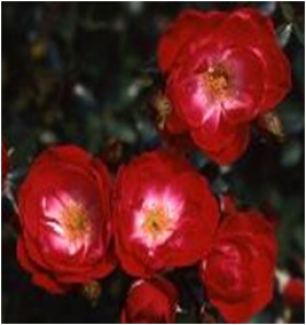 Литтл Буккаро (ЗКС) ЖИЛЯК