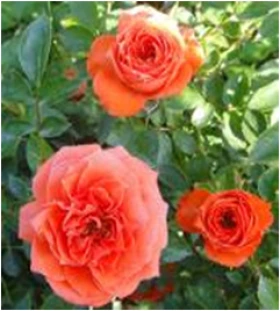 Оранж Бэби (ЗКС) ЖИЛЯК