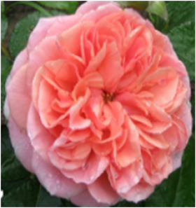 Абрахам Дерби (ЗКС) ЖИЛЯК