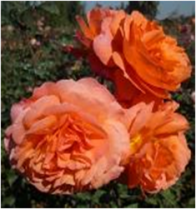 Бельведер (ЗКС) ЖИЛЯК