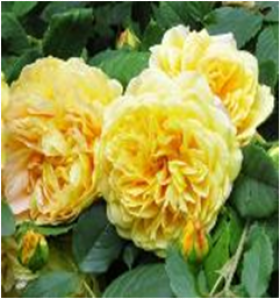 Голден Селебрейшн (ЗКС) ЖИЛЯК (доп)