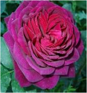 Графиня фон Харденберг (ЗКС) ЖИЛЯК