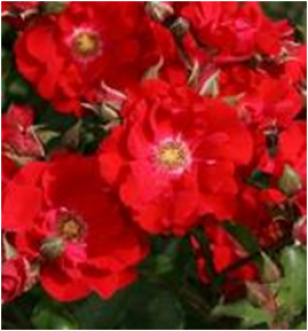 Ротер Корсар (ЗКС) ЖИЛЯК