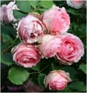 Фёрст леди (ЗКС) ЖИЛЯК