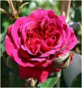 Вильям Шекспир (ЗКС) ЖИЛЯК