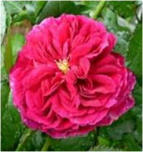 Фишерман Френд (ЗКС) ЖИЛЯК