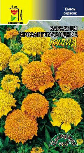 Купид хризантемовидные смесь Цветущий Сад