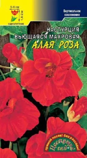 Алая роза вьющаяся/Цветущий Сад