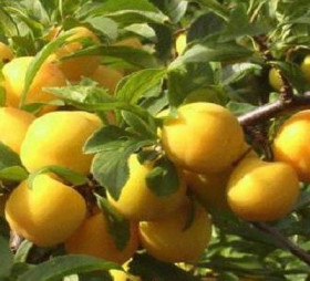 Степная Желтая (Алтай)