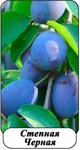 Степная Черная (Алтай)