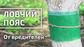 Ловчий пояс 3м\20шт Башинком