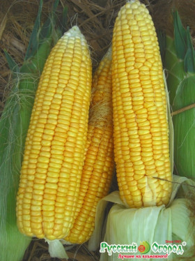 Ранняя лакомка Ц(Н)