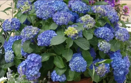 Блаумейзе P9, в туб.