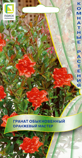 Оранжевый мастер обыкновенный Ц(Поиск)