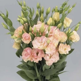 Эустома Супер Мэджик (100шт) Шампань