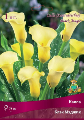 Блэк Мэджик Поиск