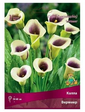 Вермеер Поиск