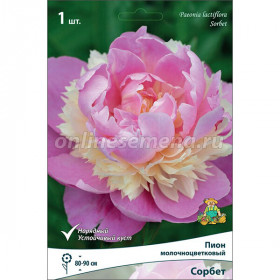 Сорбет 1шт Поиск