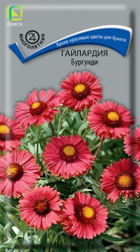 Бургунди Ц(Поиск)