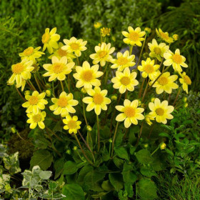 Топ Микс Желтый 1шт.