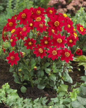 Топ Микс Красный 1шт.