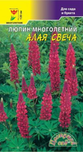 Алая свеча многол/Цветущий Сад