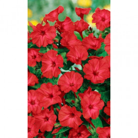 Карамель красная  Ц(УД)