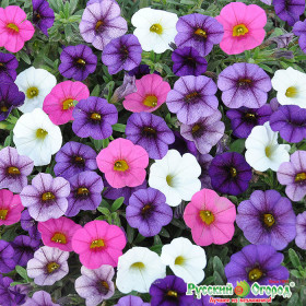 Колибри Ц(Н)