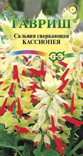 Кассиопея карликовая Ц(Г)