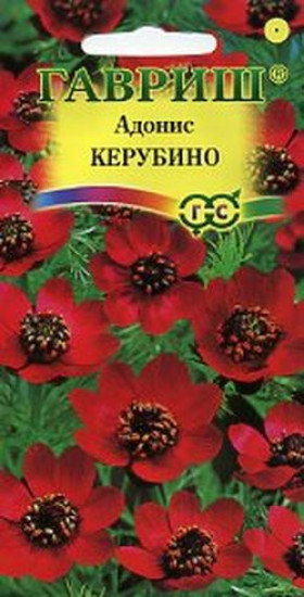 Керубино Ц(Г)