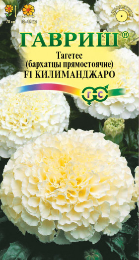 Килиманджаро Ц(Г)