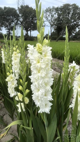 Цера Суммум 10/12 10шт