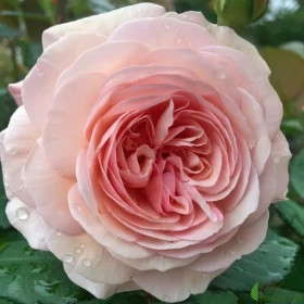 Андре Ле Нотр (ЗКС) ЖИЛЯК